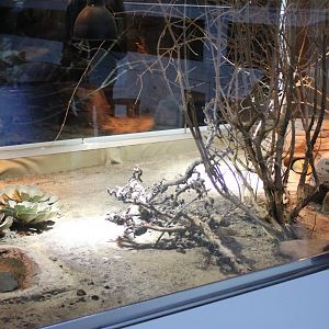 Enclosure Egyptian tortoise