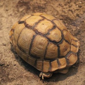 Egyptian tortoise
