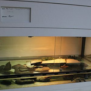 Raising-tank McCord's snake-necked turtle