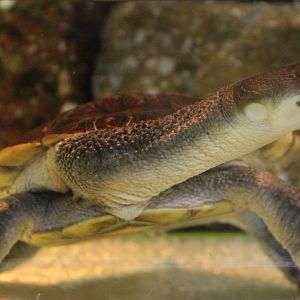 Juvenile McCord's snake-necked turtle