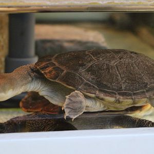 Juvenile McCord's snake-necked turtle