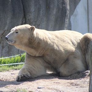 Polar bear