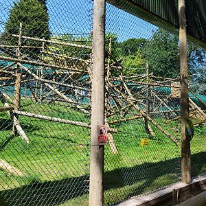 New Bornean orangutan enclosure