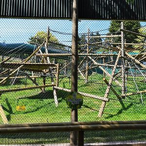New Bornean orangutan enclosure