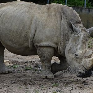 Southern white rhinoceros (Ceratotherium simum simum) (07/22)