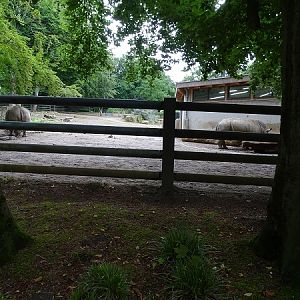 Enclosure for white rhinoceros (07/22)