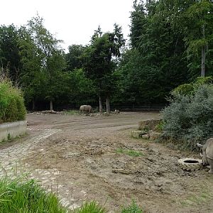Enclosure for white rhinoceros (07/22)