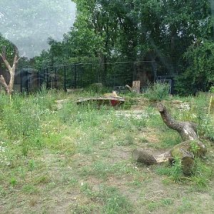 Enclosure for lions (07/22)