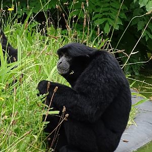 Siamang (Symphalangus syndactylus)