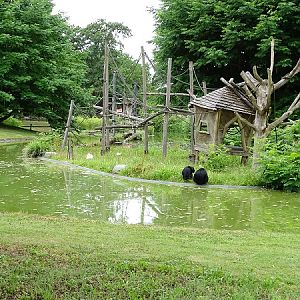 Enclosure for siamangs (07/22)