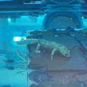 Montseny Brook Salamander