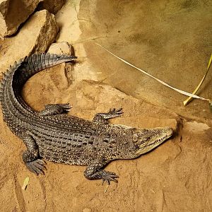 Saltwater Crocodile