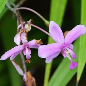 Cooktown orchid.  (?)