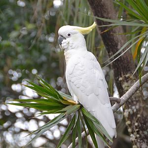 Sulphur-crested cockatoo