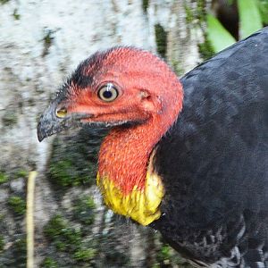 Brush turkey