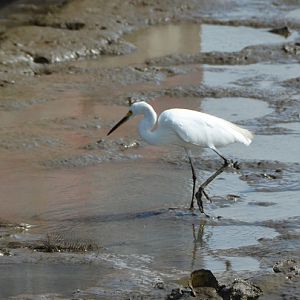 Little egret