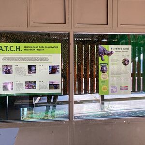 Hatchling and Turtle Conservation Head-Start Program (HATCH for short)