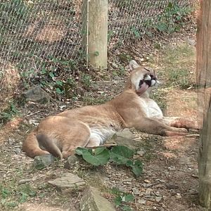 Cougar Grooming Himself