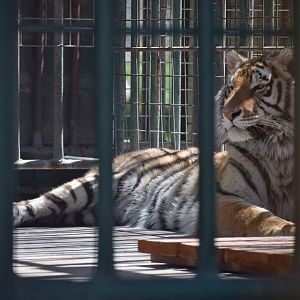 [April 2019] tiger (Panthera tigris) lying