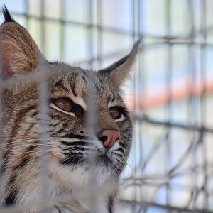 [April 2019] bobcat (Lynx rufus)