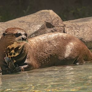 Giant River Otter