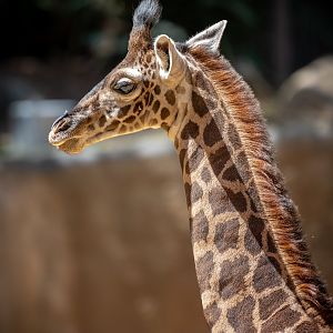 Masai Giraffe calf
