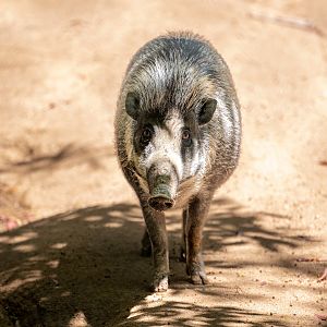 Visayan Warty Pig