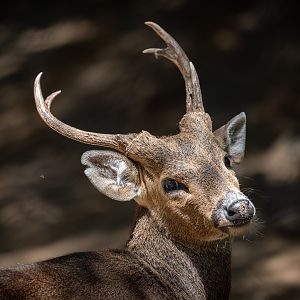 Calamian Deer