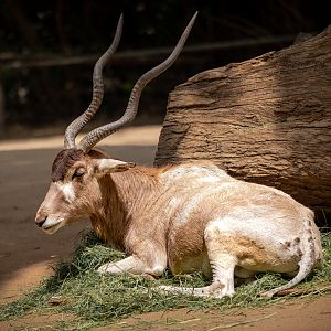 Addax