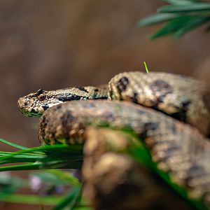Armenian Viper