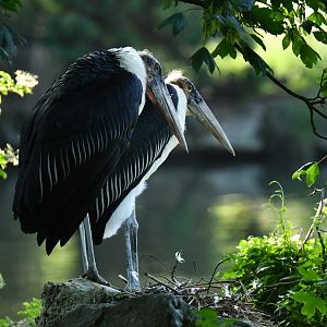 Marabou stork (Leptoptilos crumeniferus)