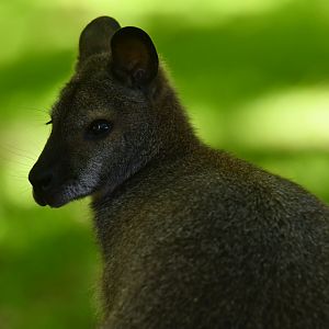 Red-necked wallaby (Macropus rufogriseus)