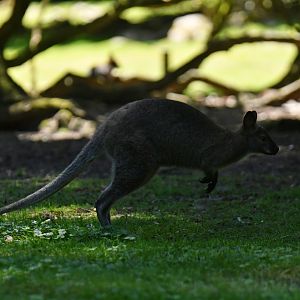 Red-necked wallaby (Macropus rufogriseus)