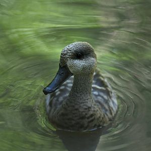 Marbled Teal Marmaronetta angustirostris