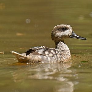 Marbled Teal Marmaronetta angustirostris