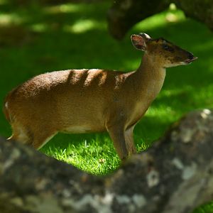 Reeves's muntjack (Muntiacus reevesi)