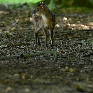 Reeves's muntjack (Muntiacus reevesi)