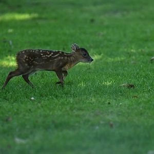 Reeves's muntjack (Muntiacus reevesi)