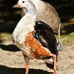 Orinoco goose (Neochen jubata)