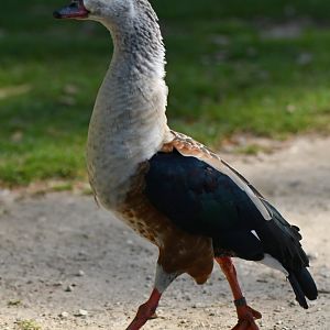 Orinoco goose (Neochen jubata)