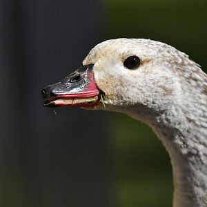 Orinoco goose (Neochen jubata)