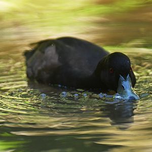 Southern Pochard (brunnea) Netta erythrophthalma brunnea
