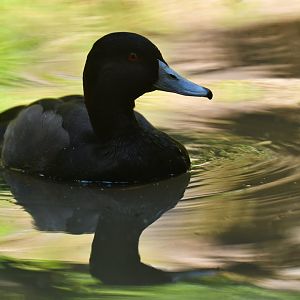 Southern Pochard (brunnea) Netta erythrophthalma brunnea