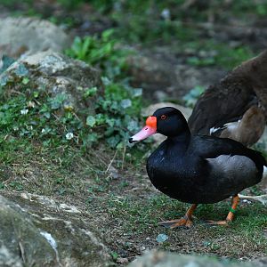 Rosy-billed Pochard Netta peposaca