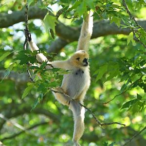 Northen white-cheeked gibbon (Nomascus leucogenys)