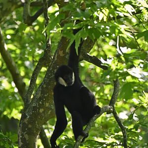 Northen white-cheeked gibbon (Nomascus leucogenys)