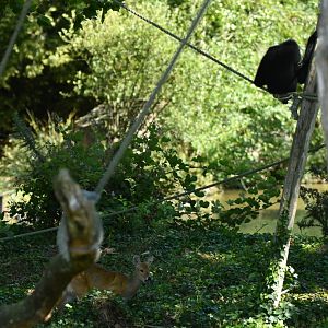 Northen white-cheeked gibbon (Nomascus leucogenys) and Chinese water deer (Hydropotes inermis) visiting their island