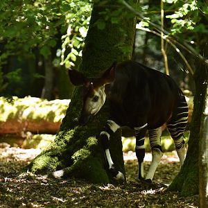 Okapi (Okapia johnstoni)