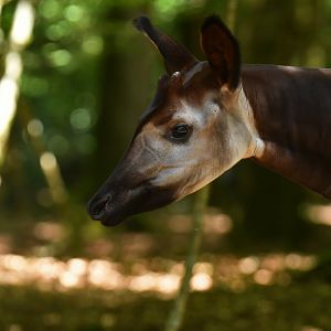 Okapi (Okapia johnstoni)