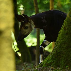 Okapi (Okapia johnstoni)